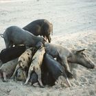 Schönes Strandleben ? Umgeschmissen - wer zuerst kommt,...