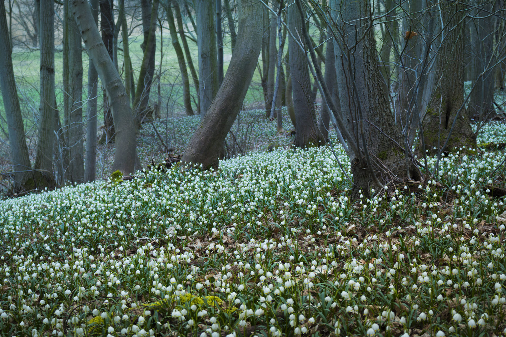 Schönes Thüringen...Märzenbecherwald