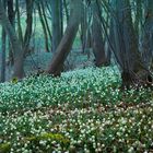 Schönes Thüringen...Märzenbecherwald