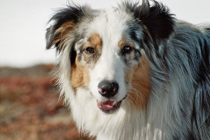Schones Tier Foto Bild Tiere Haustiere Hunde Bilder Auf Fotocommunity