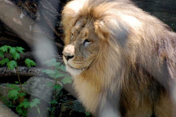 Schönes Tier im Zoo