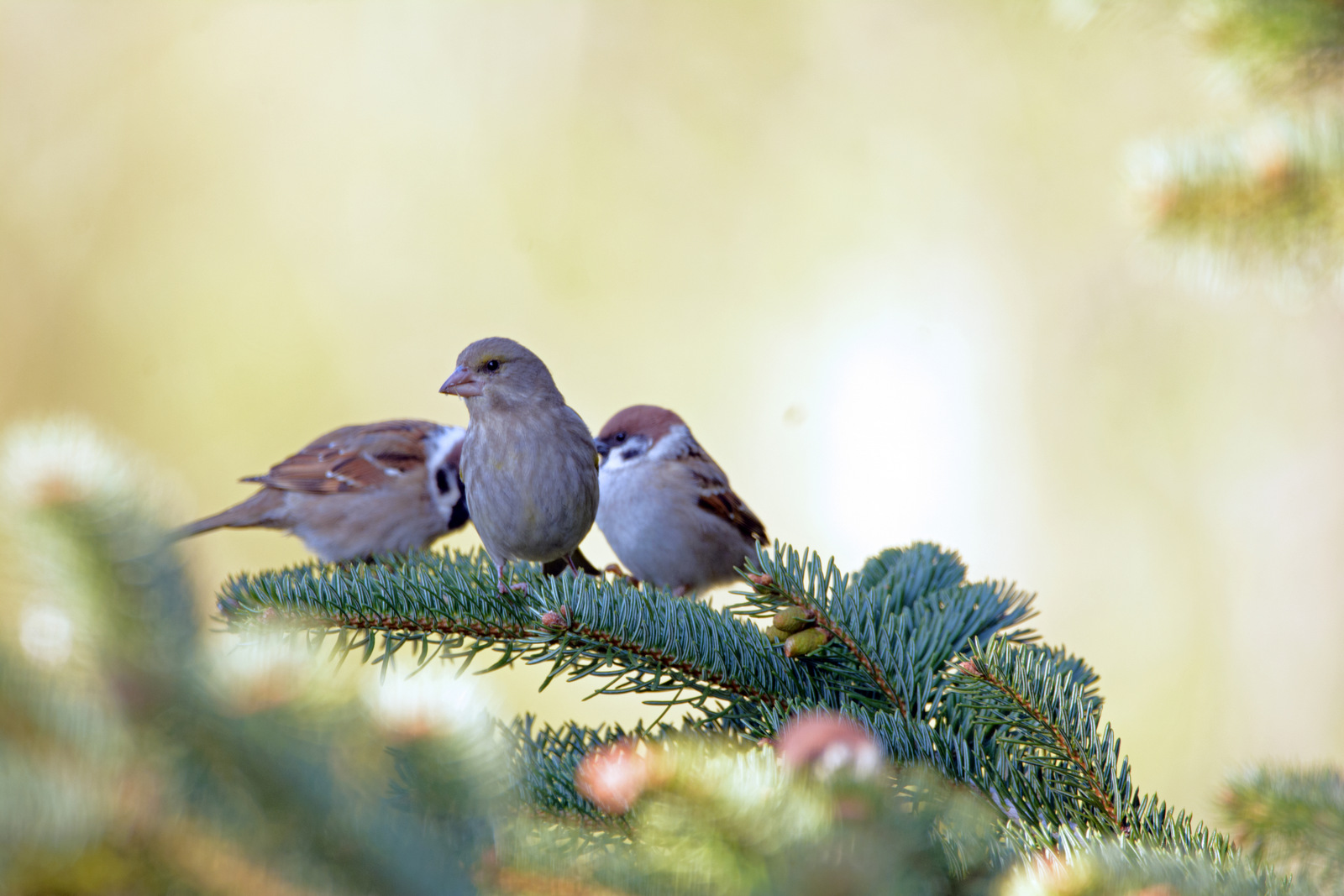 Schönes Trio.