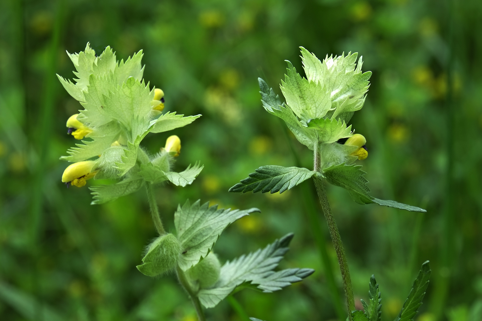 Schönes Unkraut Foto & Bild natur, pflanzen, blüten Bilder auf