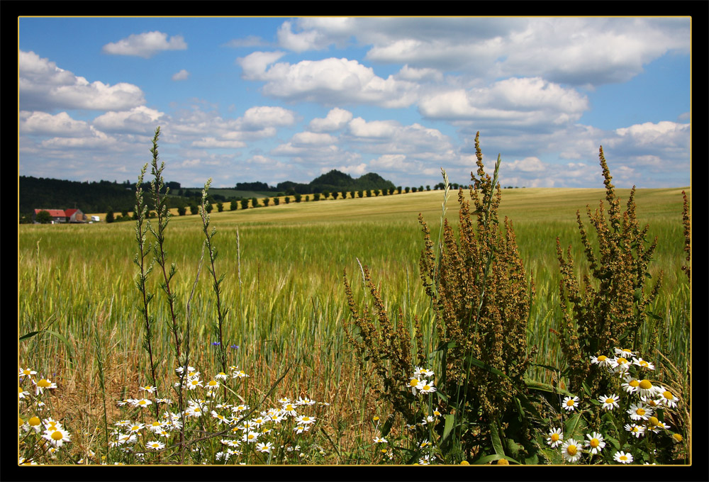 Schönes Vogtland (1)