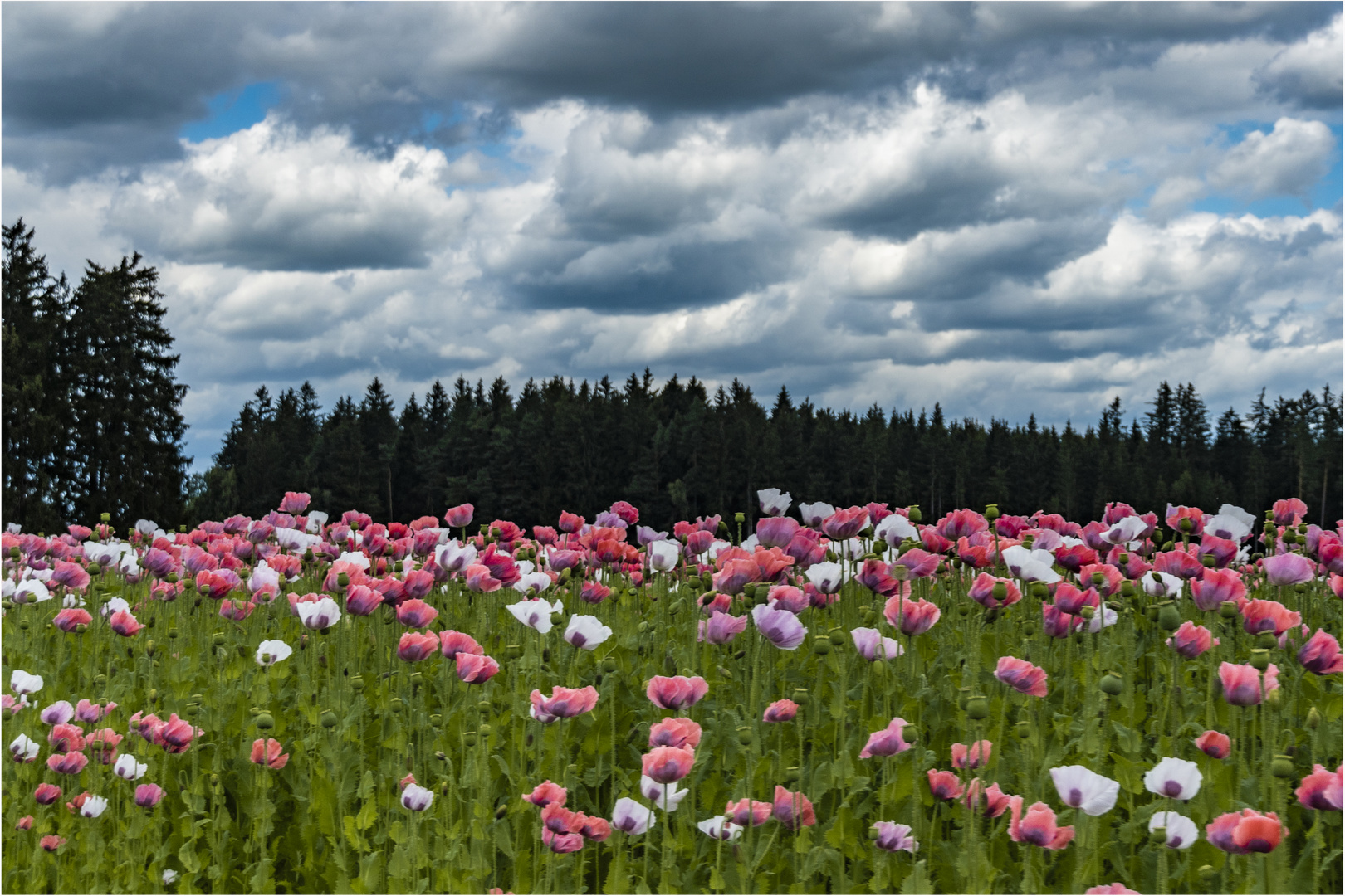 SCHÖNES WALDVIERTEL