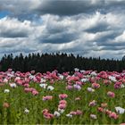 SCHÖNES WALDVIERTEL