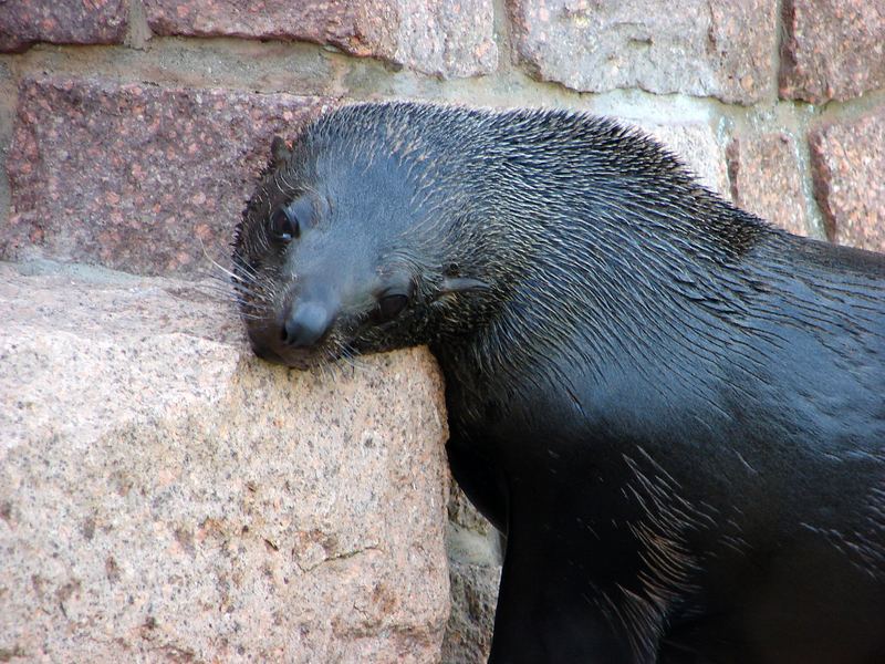 Schönes, weiches "Kissen"