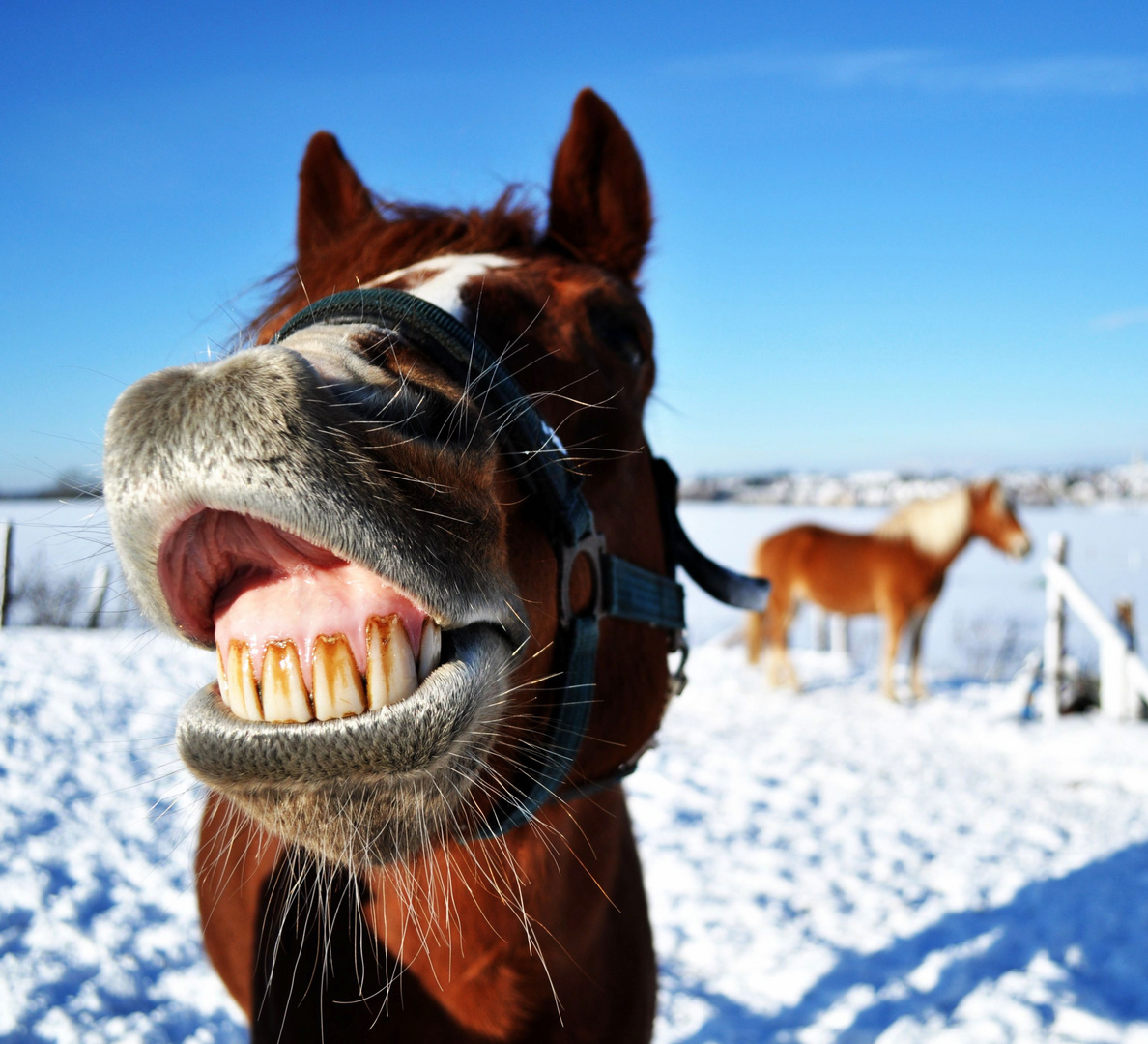 sch nes wetter Foto Bild tiere haustiere pferde sch nes wetter Foto Bild tiere haustiere pferde