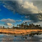 schönes Wetter im Moor 2