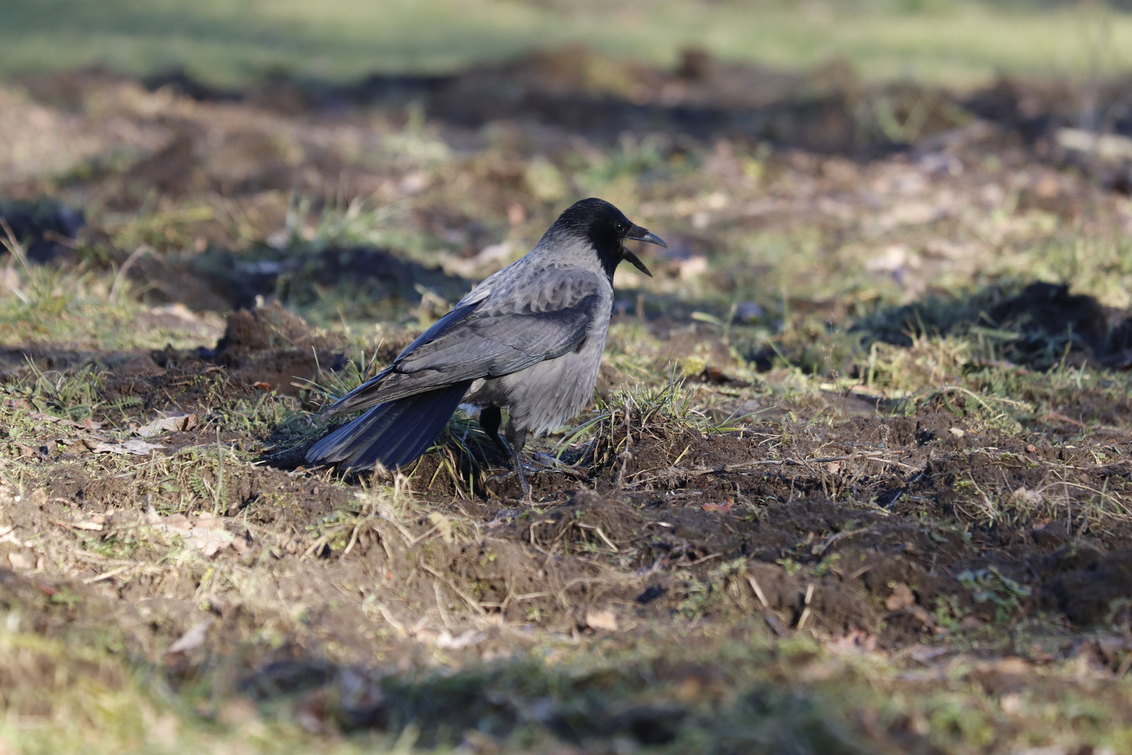 schönes Wetter zwingt Nebelkrähe zur Landung