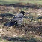 schönes Wetter zwingt Nebelkrähe zur Landung