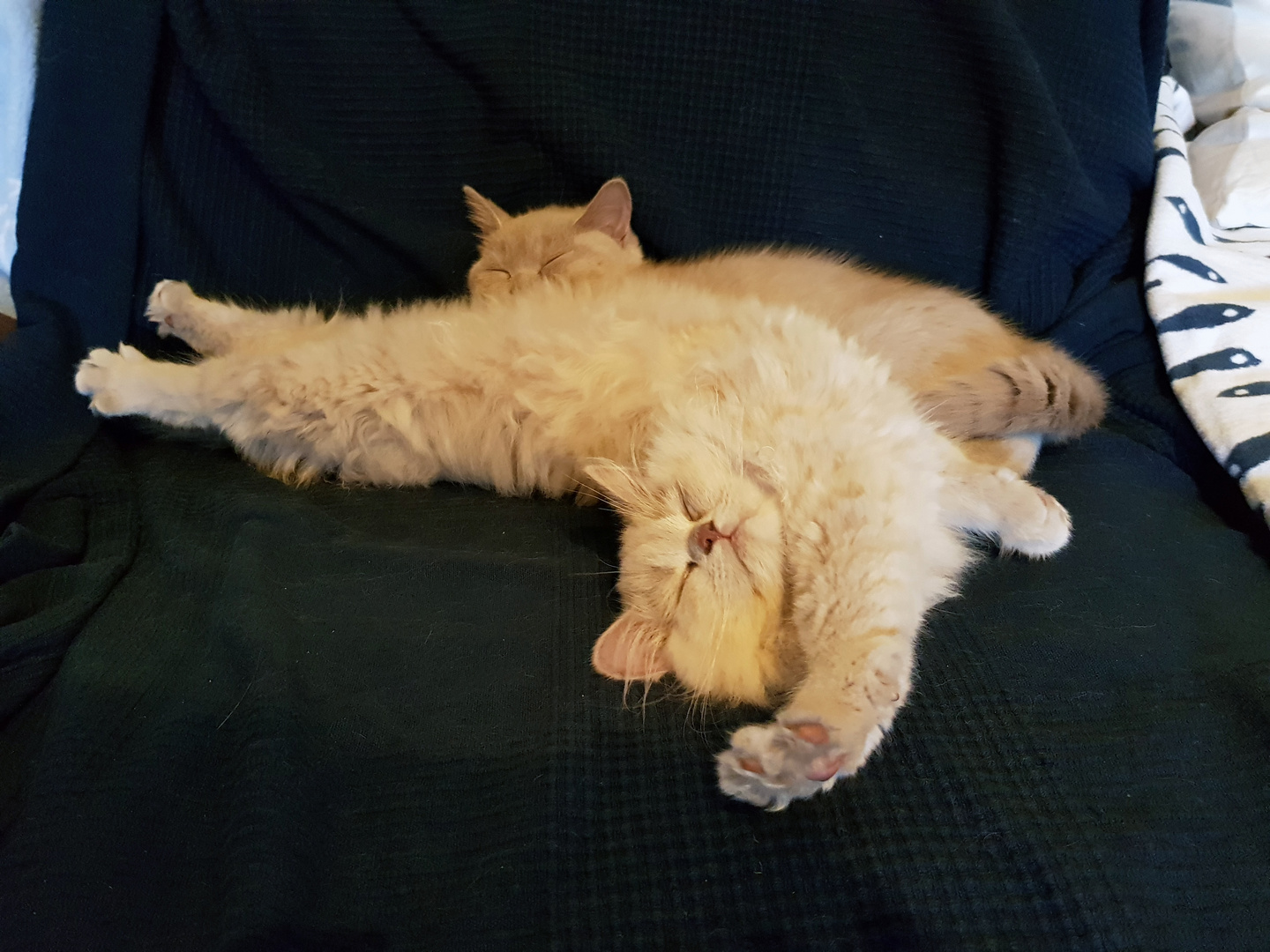 Schönes Wochenende Foto Bild Tiere Haustiere Katzen