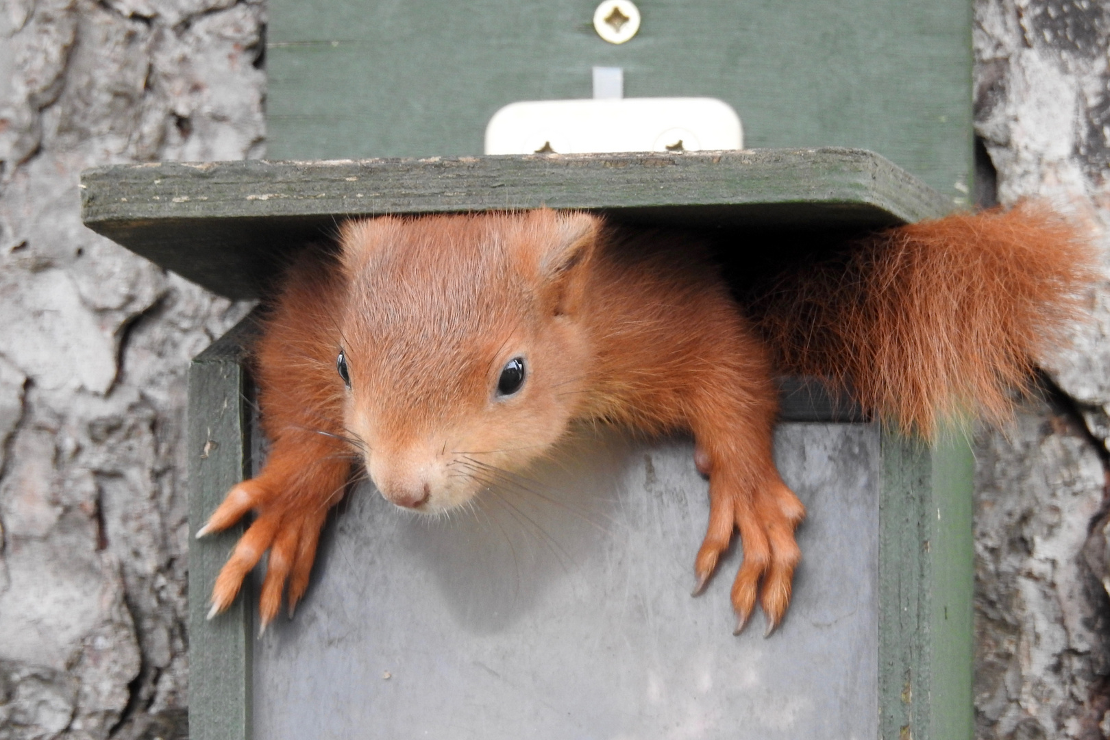 Schones Wochenende Foto Bild Eichhornchen Tiere Wildlife Bilder Auf Fotocommunity