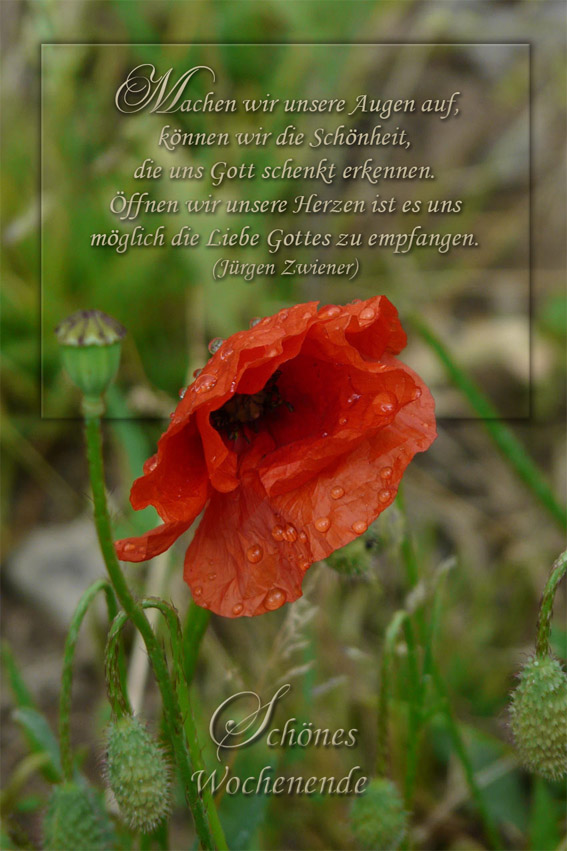 Schönes Wochenende / Mohn Foto & Bild  karten und kalender, spruchkarten, mohn Bilder auf 