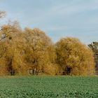 Schönfelder Höhe im Herbst