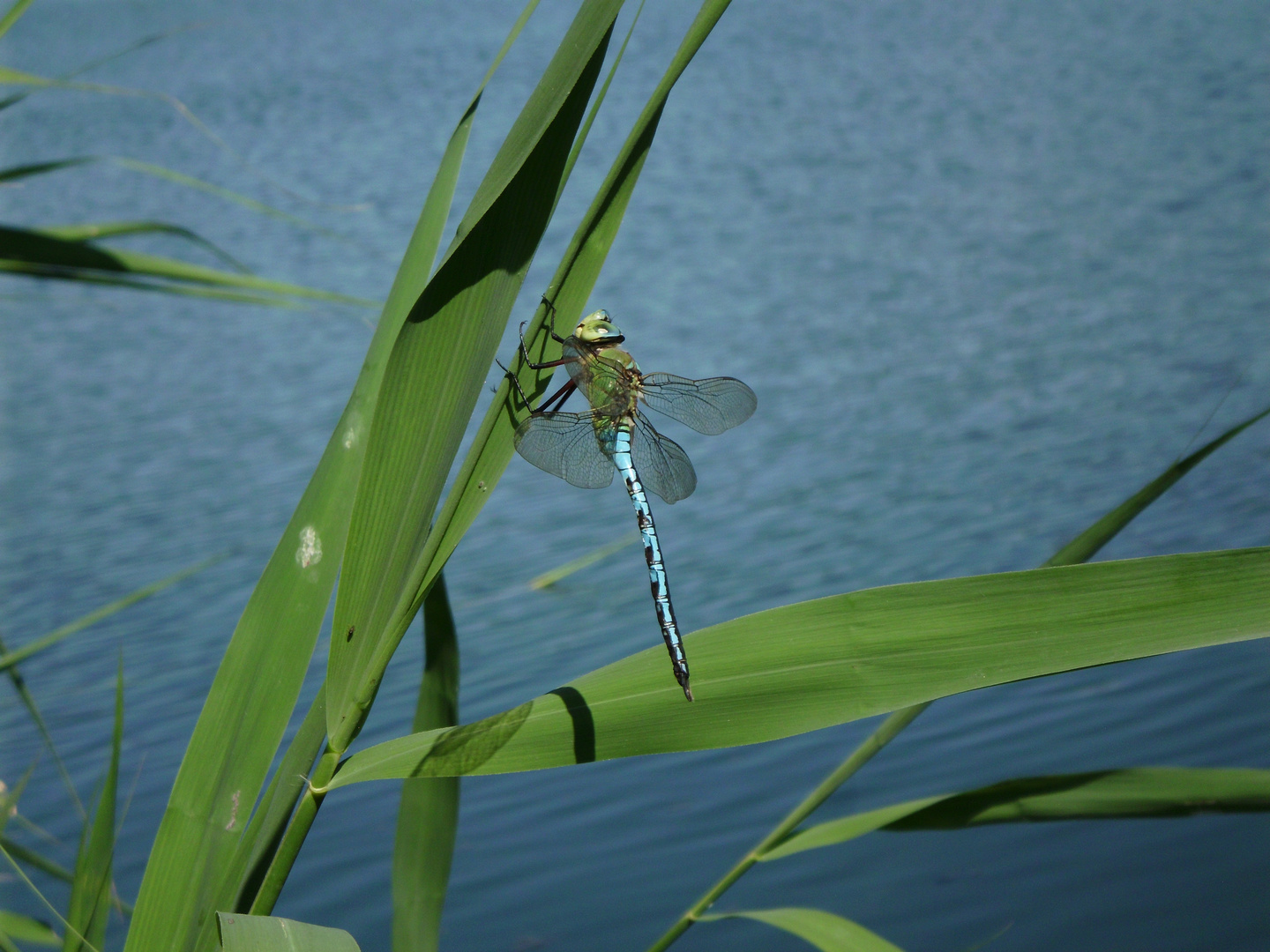 Schönflieger