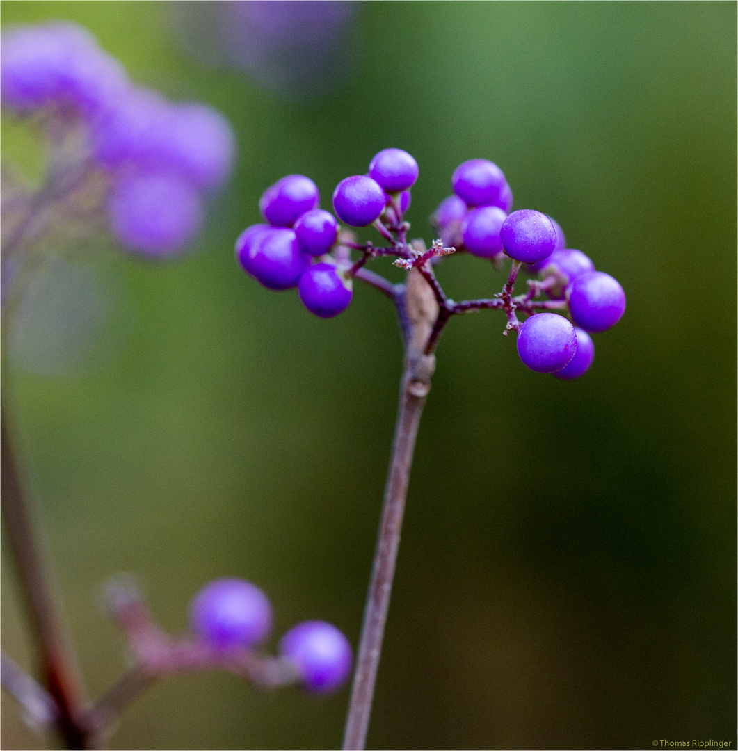 Schönfrucht (Callicarpa americana)