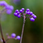 Schönfrucht (Callicarpa americana)