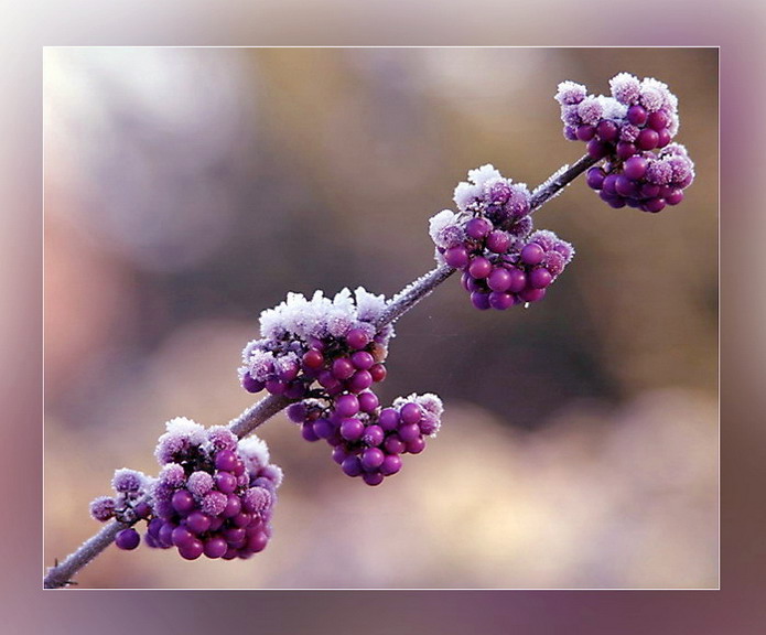 Schönfrucht - Callicarpa bodinieri »Profusion«