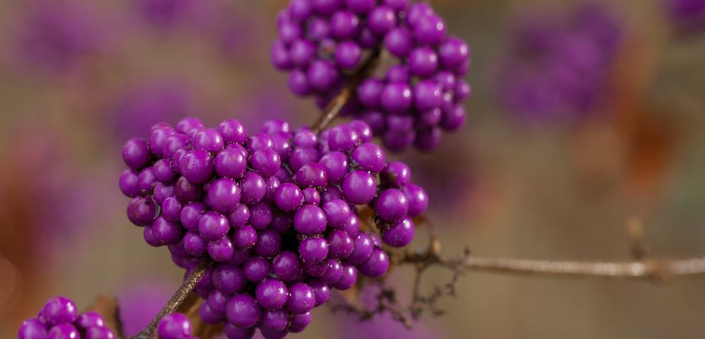 Schönfrucht (Liebesperlen)