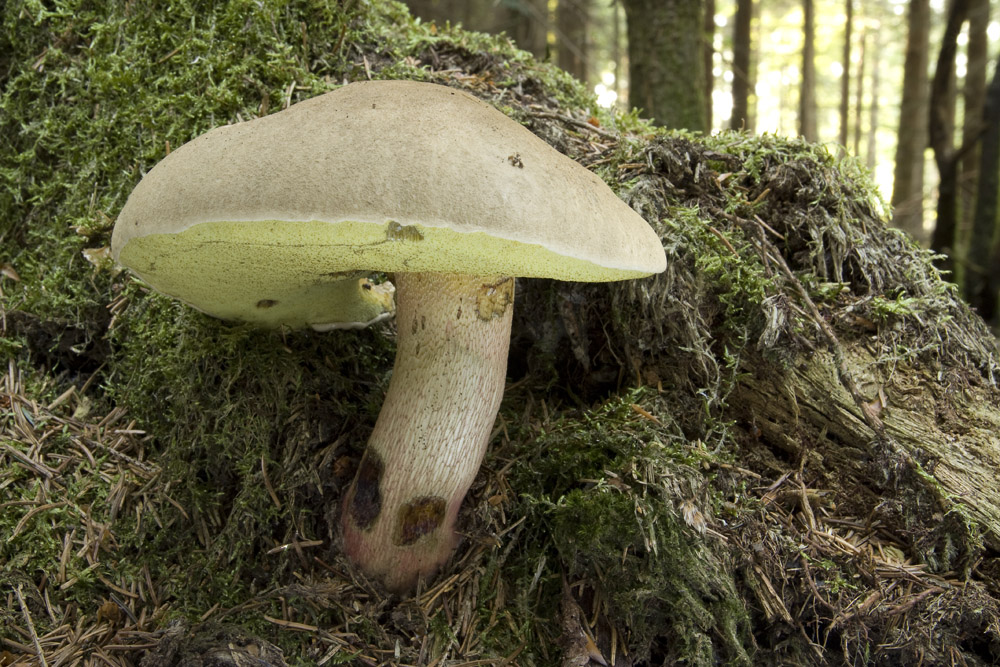 Schönfußröhrling - Boletus Calopus