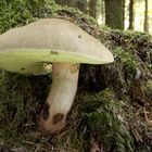 Schönfußröhrling - Boletus Calopus