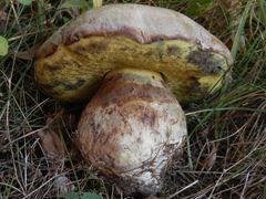 Schönfußröhrling (Boletus calopus)