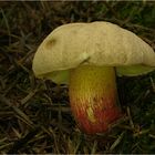 Schönfußröhrling (Boletus calopus)