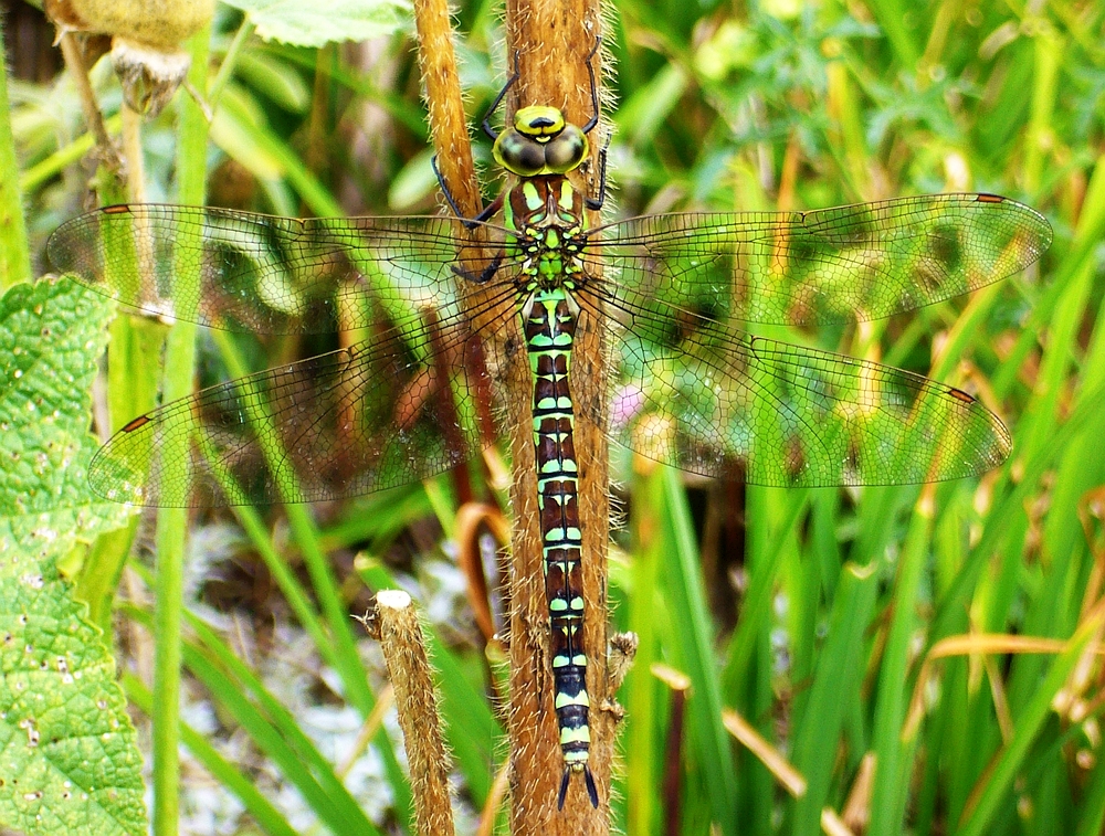 Schönheit am Gartenteich