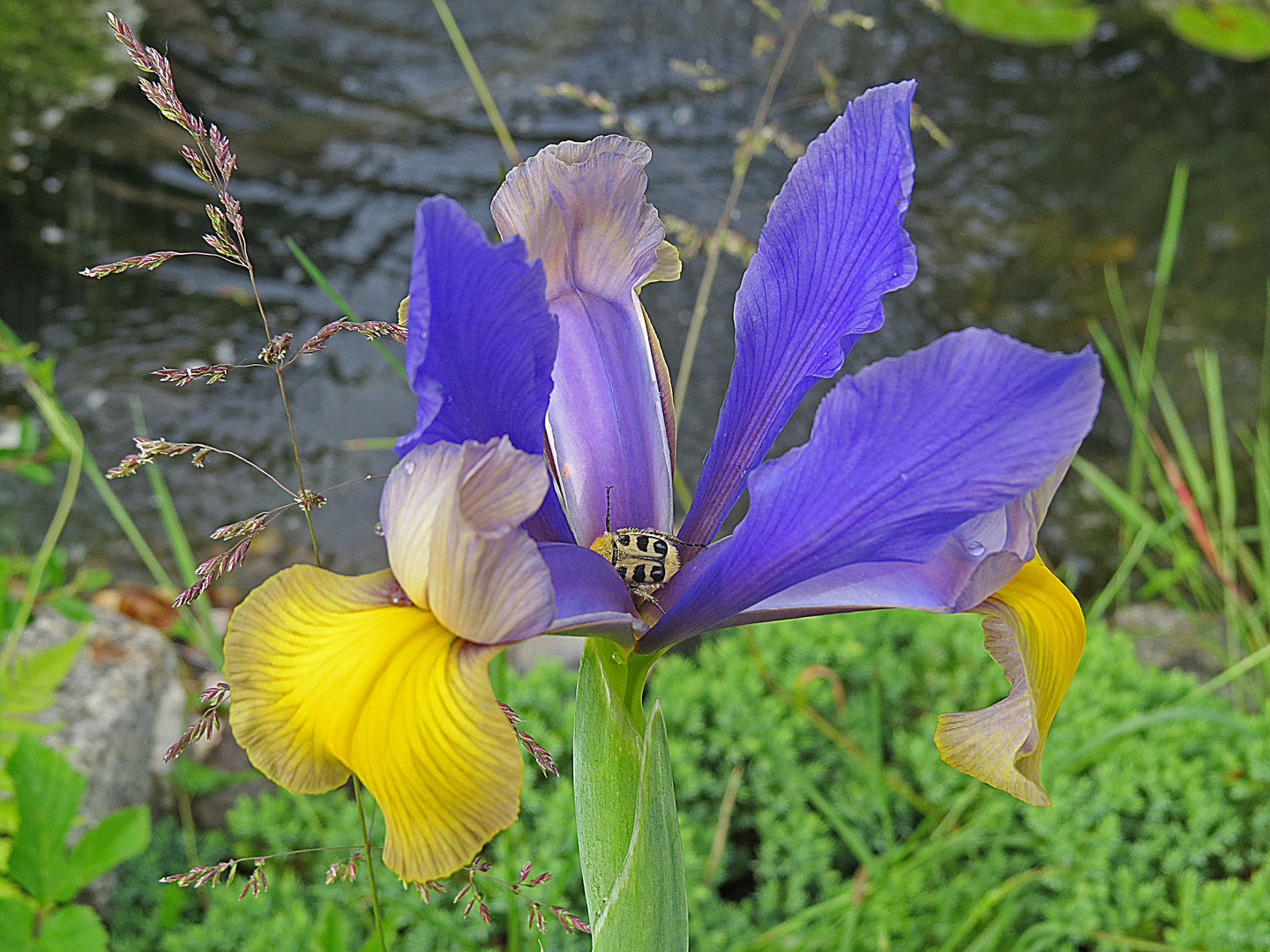 Schönheit am Gartenteich