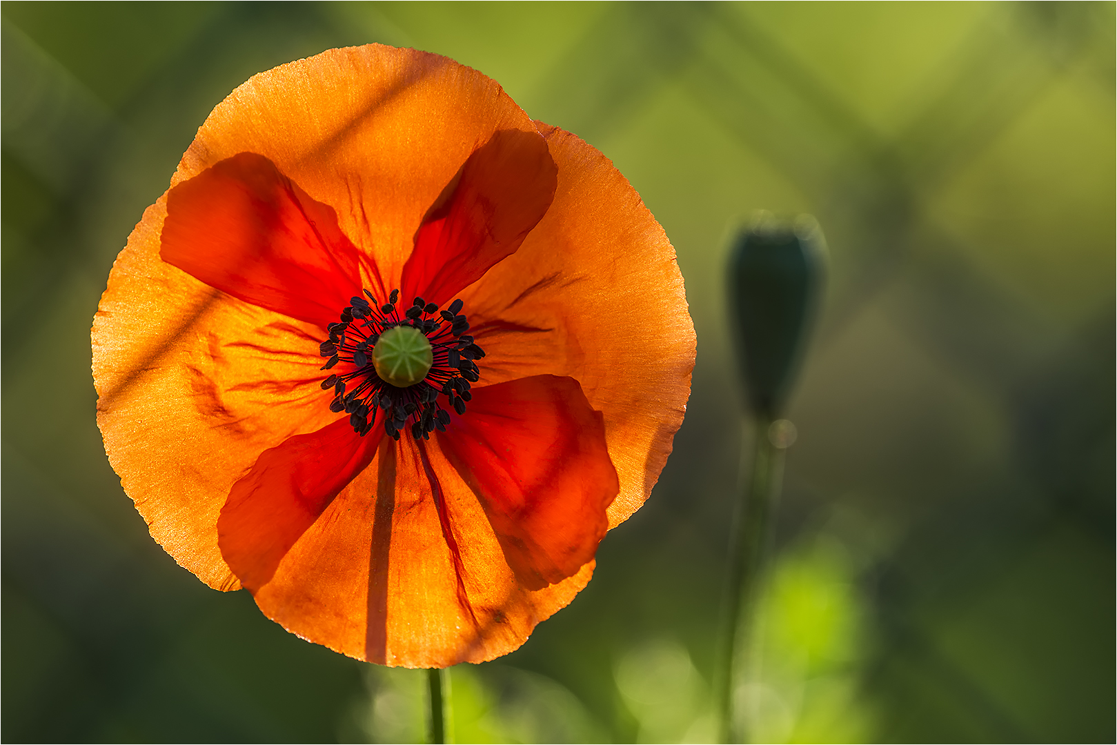 ... Schönheit am Gartenzaun ...