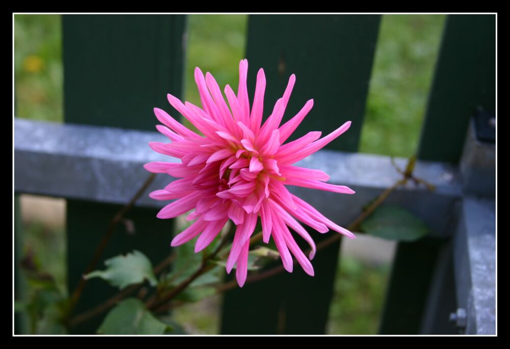 Schönheit am Gartenzaun