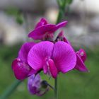 Schönheit am Gartenzaun