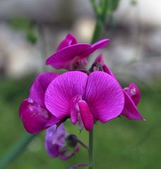 Schönheit am Gartenzaun