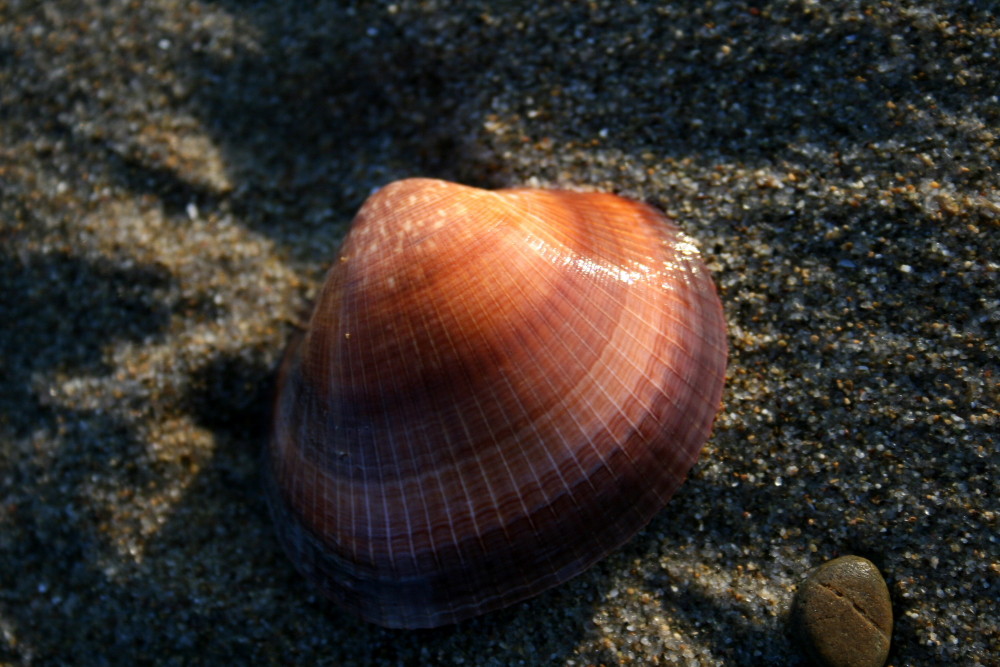 Schönheit am Strand