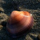 Schönheit am Strand