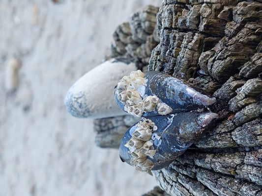 Schönheit am Strand