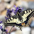 Schönheit am Straßenrand - Schwalbenschwanz - Papilio machaon