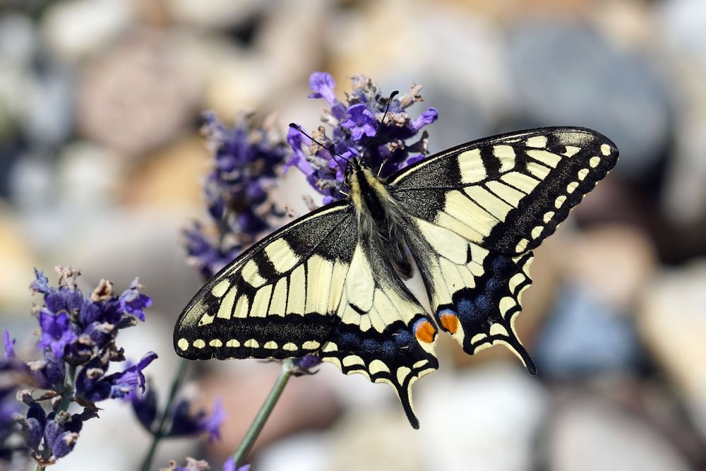 Schönheit am Straßenrand - Schwalbenschwanz - Papilio machaon