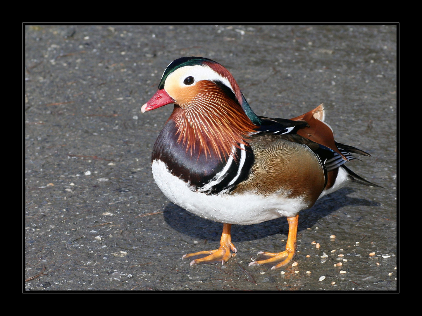 Schönheit am Teich