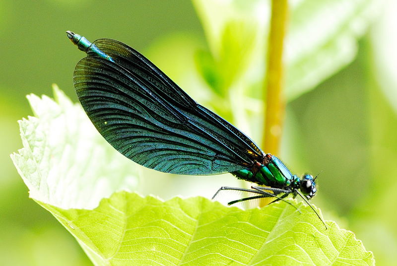 Schönheit am Ufer: Blauflügel Prachtlibelle (Calopterix virgo)