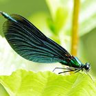 Schönheit am Ufer: Blauflügel Prachtlibelle (Calopterix virgo)