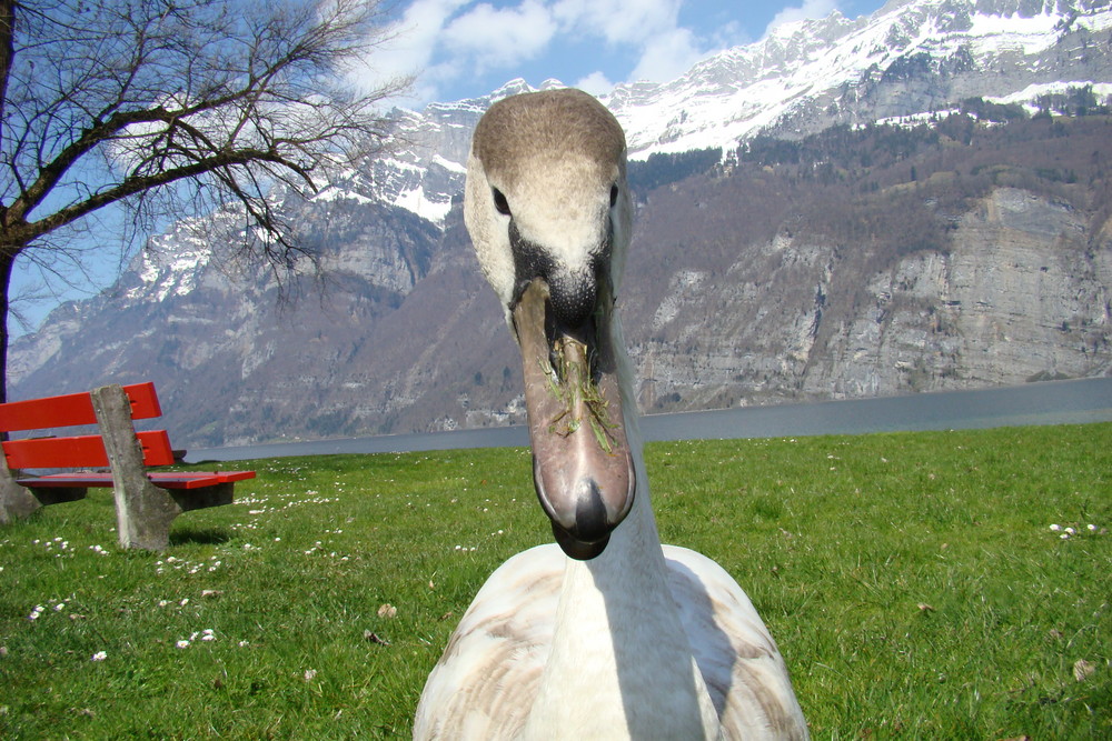 Schönheit am Walensee-CH