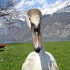 Schönheit am Walensee-CH