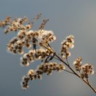 Schönheit am Wasser