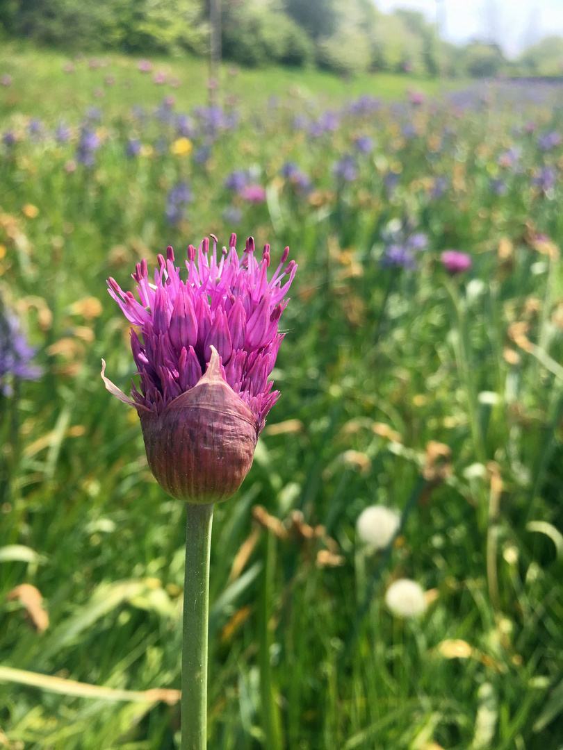 Schönheit am Wegesrand 1