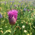 Schönheit am Wegesrand 1