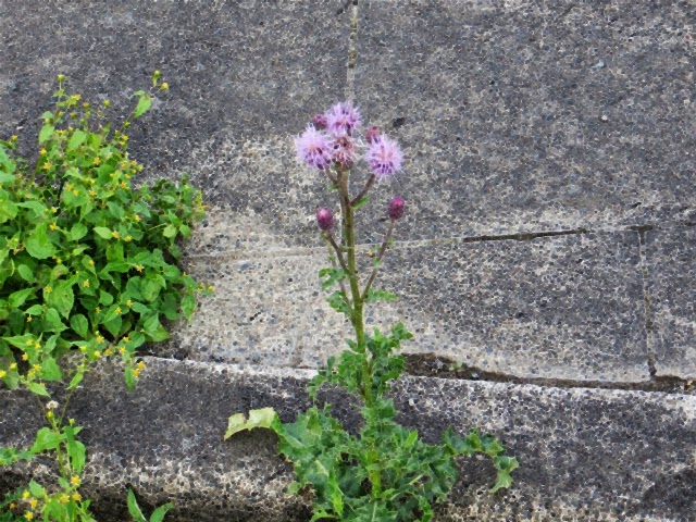 Schönheit am Wegesrand