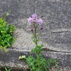 Schönheit am Wegesrand