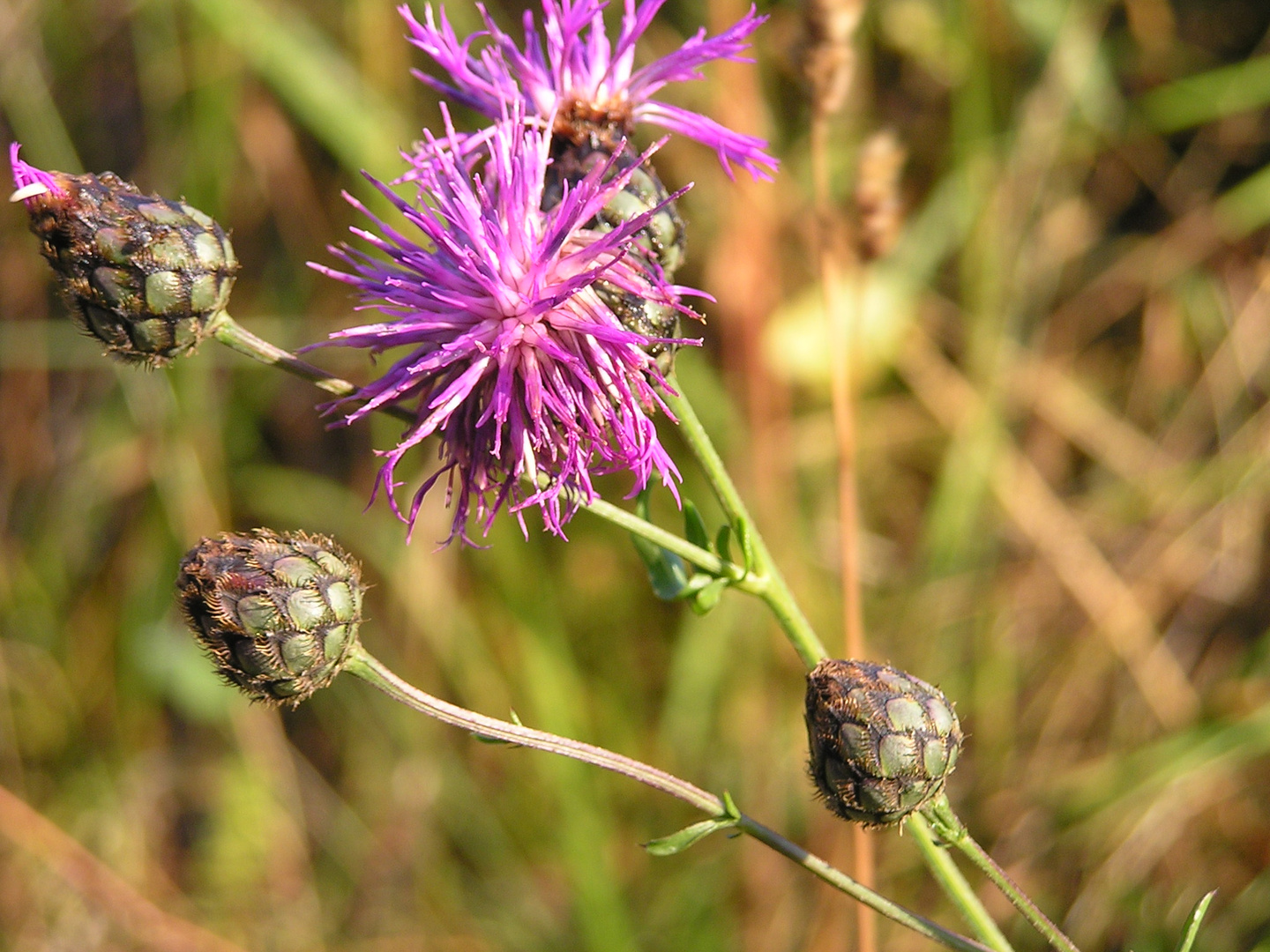 Schönheit am Wegesrand